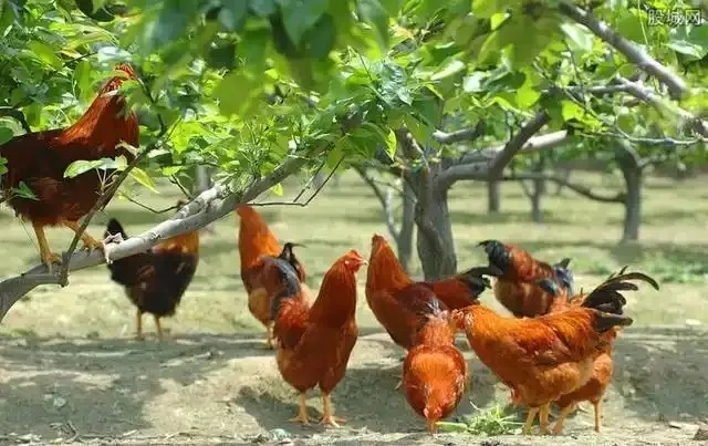 抓住這個風(fēng)口，青龍帶你在農(nóng)村年入20萬不是夢！